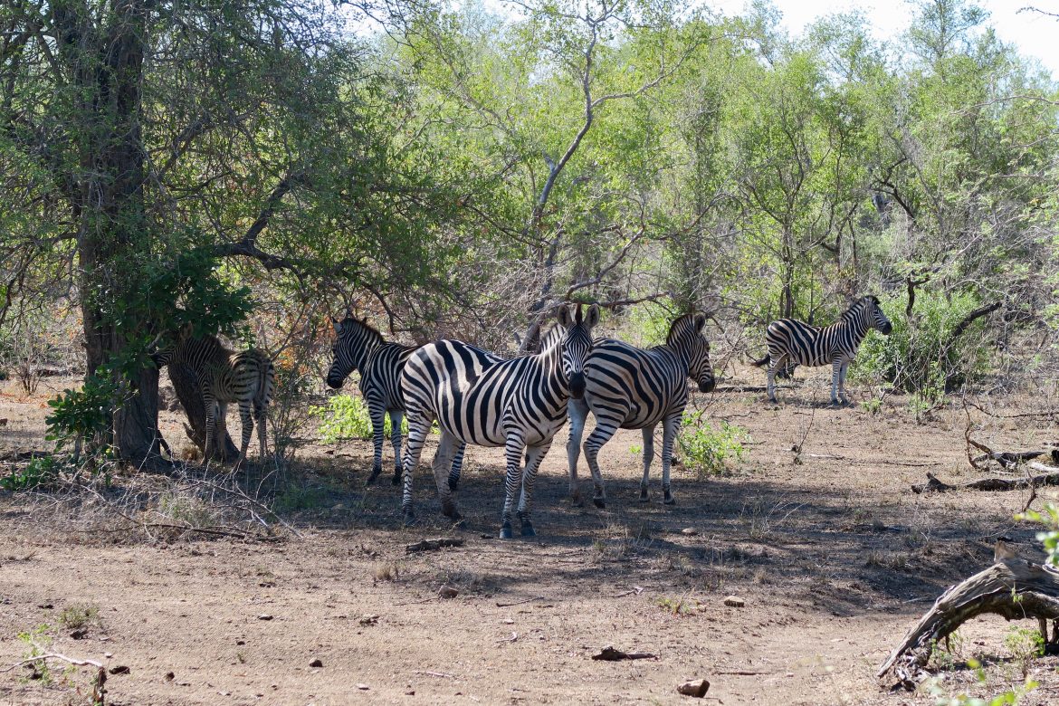 Parque Nacional Kruger: Dónde Hospedarse, Cómo Llegar, Que Visitar ...