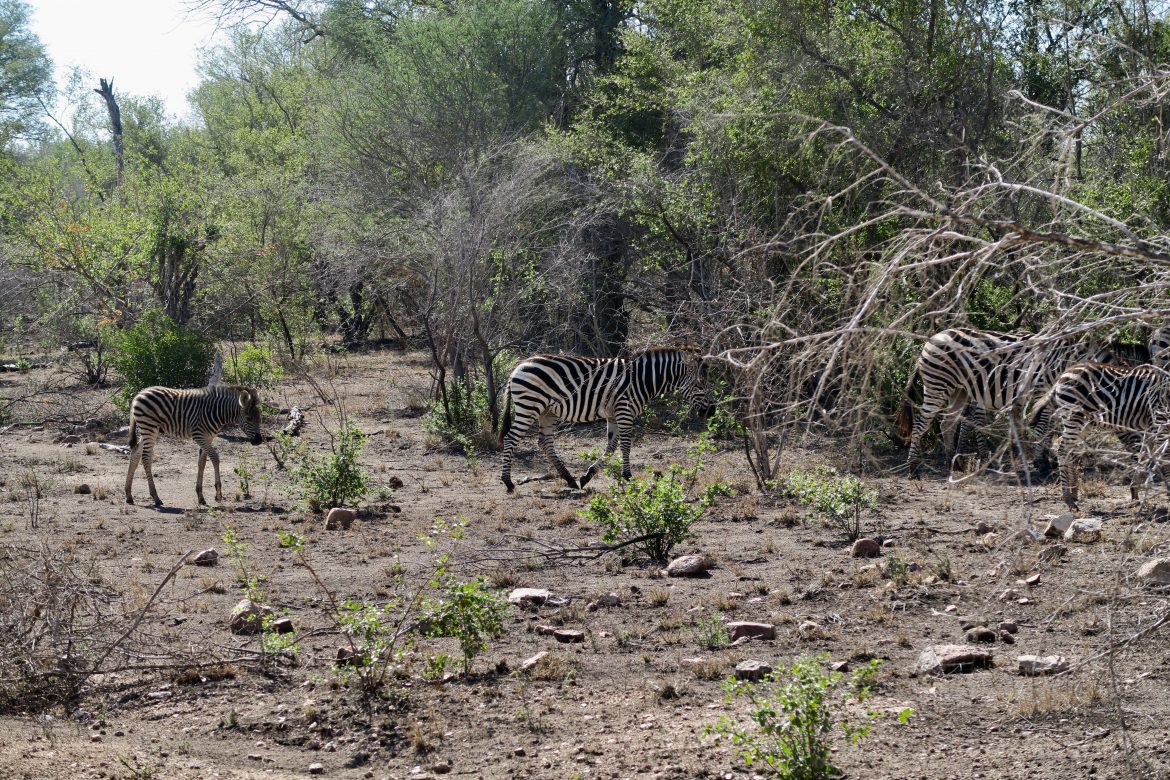 Parque Nacional Kruger: Dónde Hospedarse, Cómo Llegar, Que Visitar ...