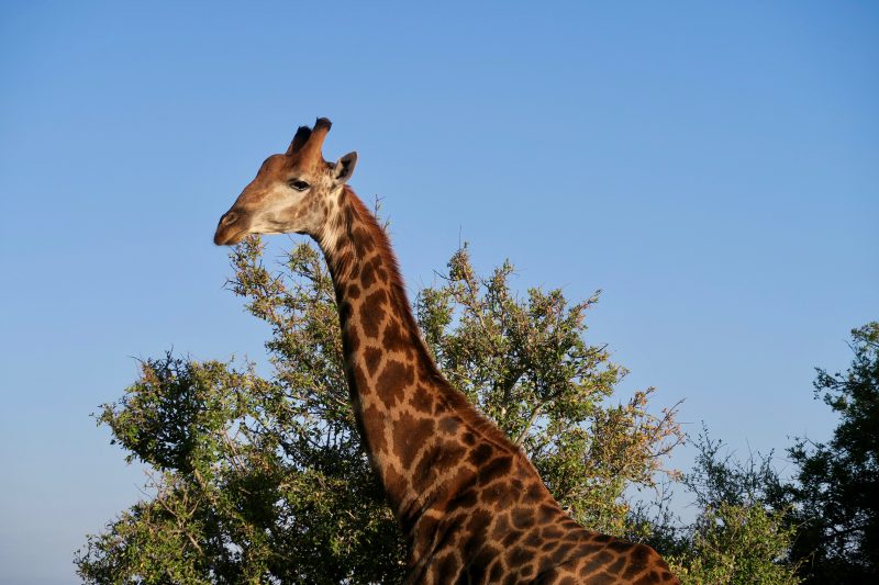 Game drives en Kruger y la Ruta Panorama.