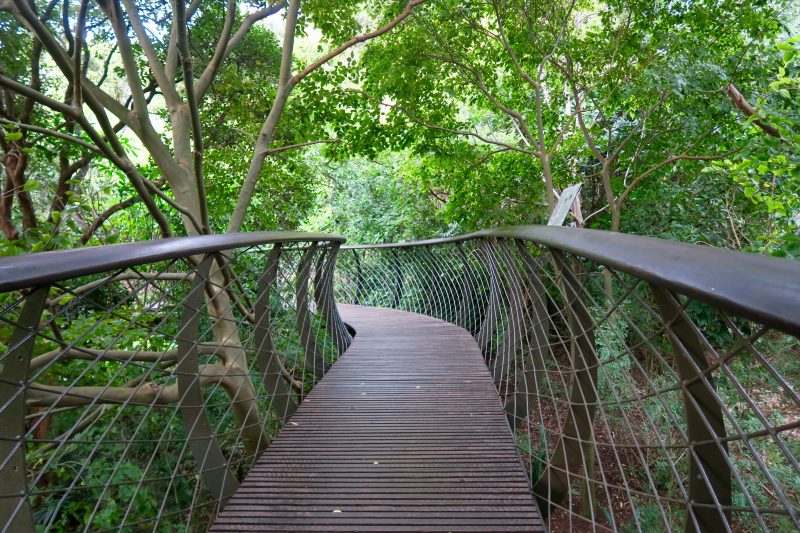 Una visita distinta en Ciudad del Cabo: los Jardines Kirstenbosch.