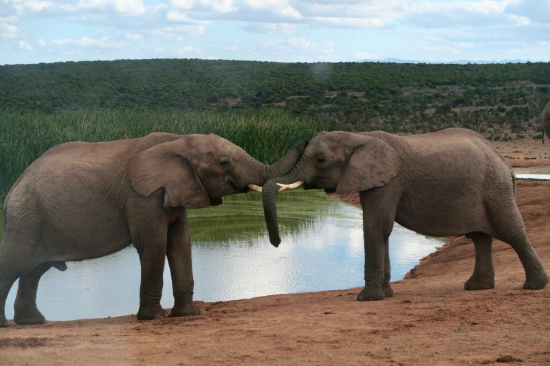 Parque Addo, el santuario de elefantes.